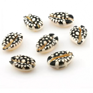 Schelp Tussenstuk Kauri #22