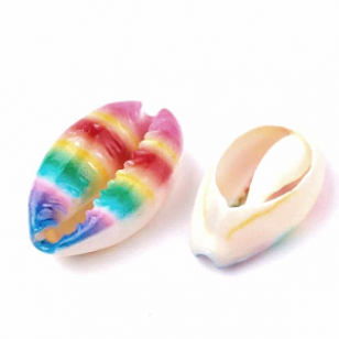 Schelp Kauri Regenboog